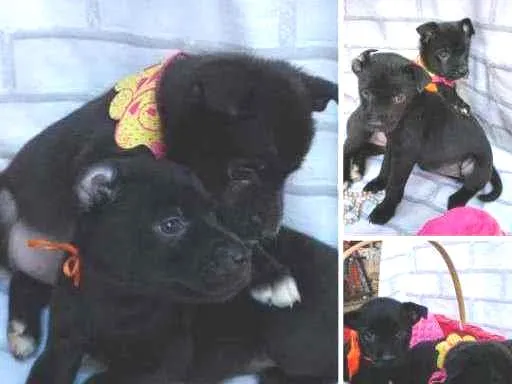 Cachorro ra a Vira-Lata idade Abaixo de 2 meses nome Sarita e Sarana