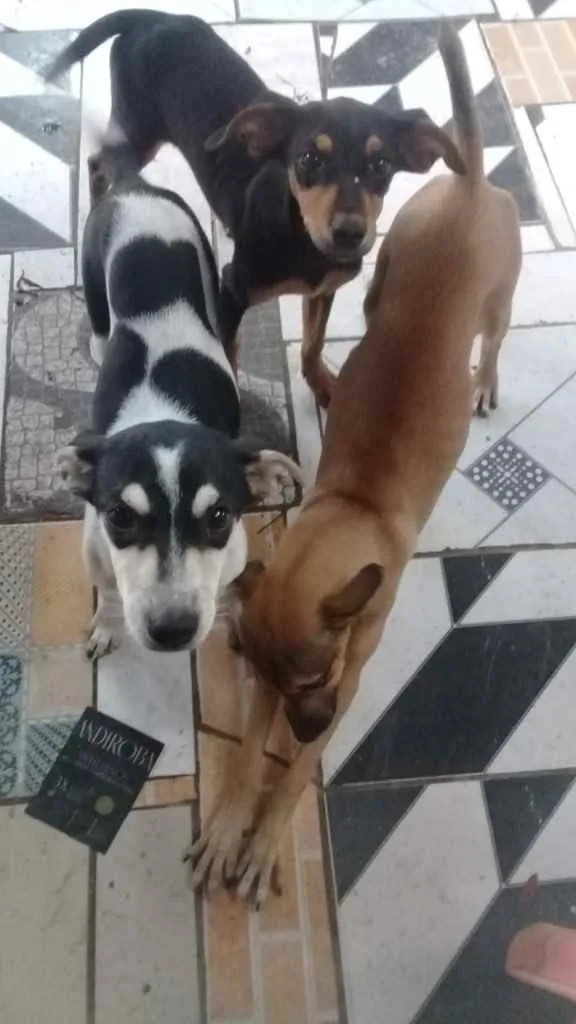 Cachorro raça Srd idade 2 a 6 meses nome Meninas
