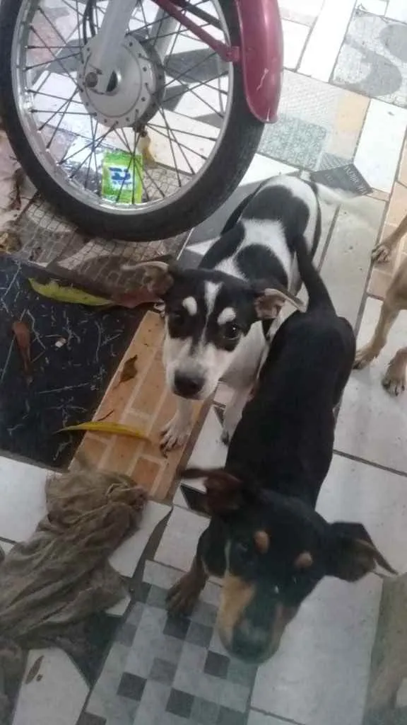 Cachorro raça Srd idade 2 a 6 meses nome Meninas