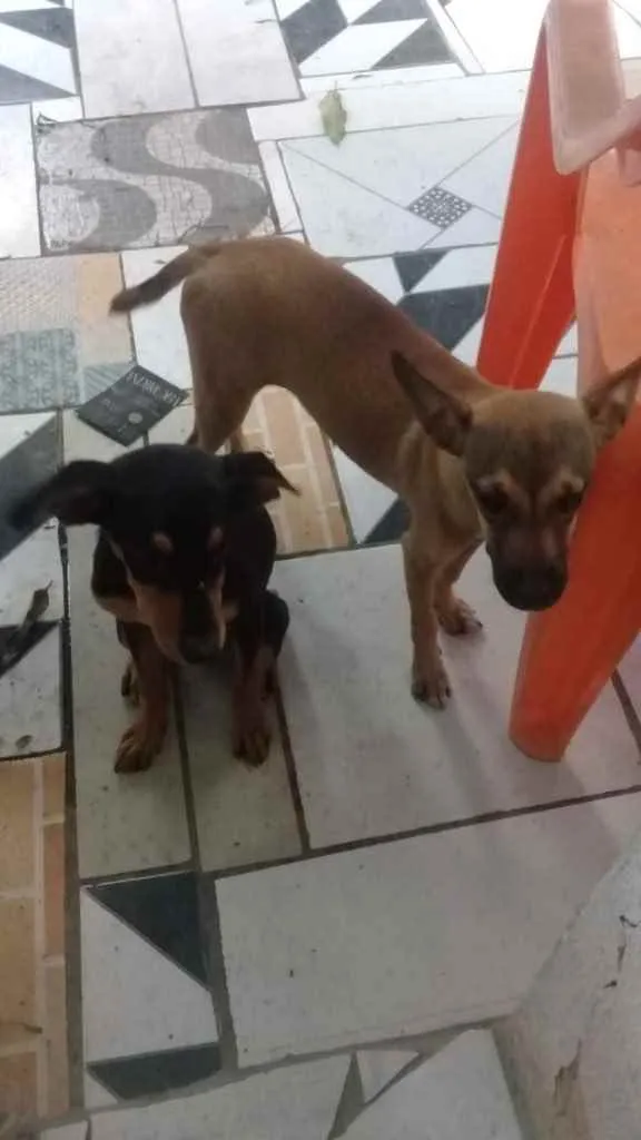 Cachorro raça Srd idade 2 a 6 meses nome Meninas
