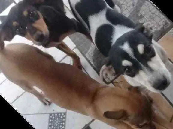 Cachorro raça Srd idade 2 a 6 meses nome Meninas