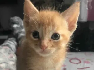 Gato raça Sem Raça Definida idade Abaixo de 2 meses nome Sem nome