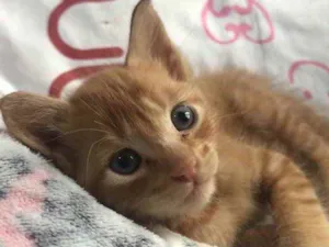 Gato raça Sem Raça Definida idade Abaixo de 2 meses nome Sem nome