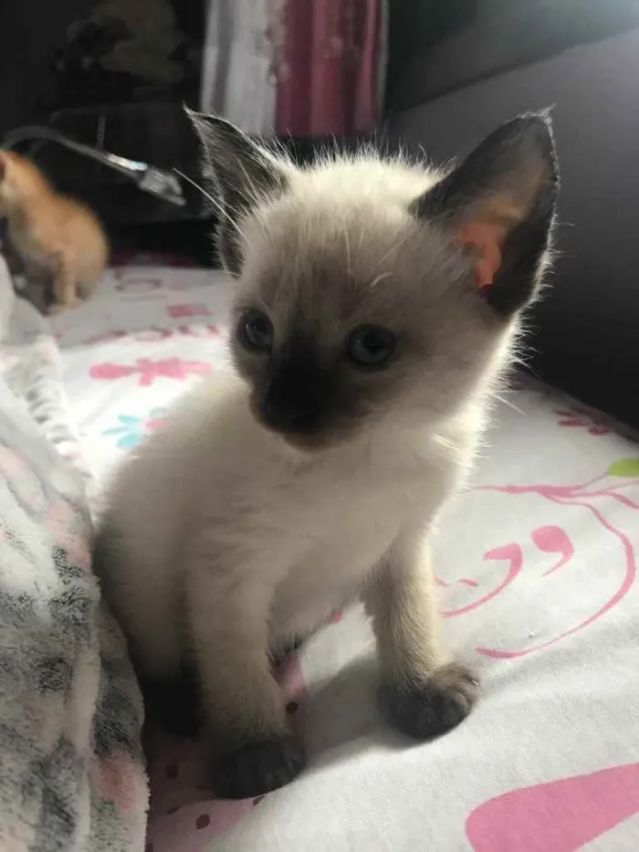 Gato raça Sem Raça Definida idade Abaixo de 2 meses nome Sem nome