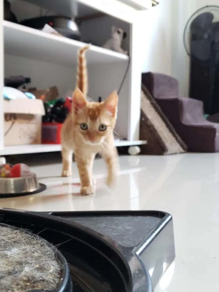 Gato ra a SRD-ViraLata idade 2 a 6 meses nome Subaru