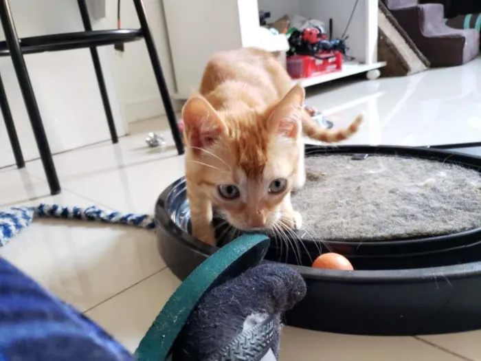 Gato ra a SRD-ViraLata idade 2 a 6 meses nome Subaru