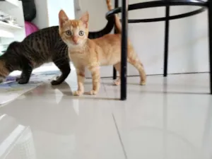 Gato raça SRD-ViraLata idade 2 a 6 meses nome Subaru