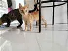 Gato raça SRD-ViraLata idade 2 a 6 meses nome Subaru