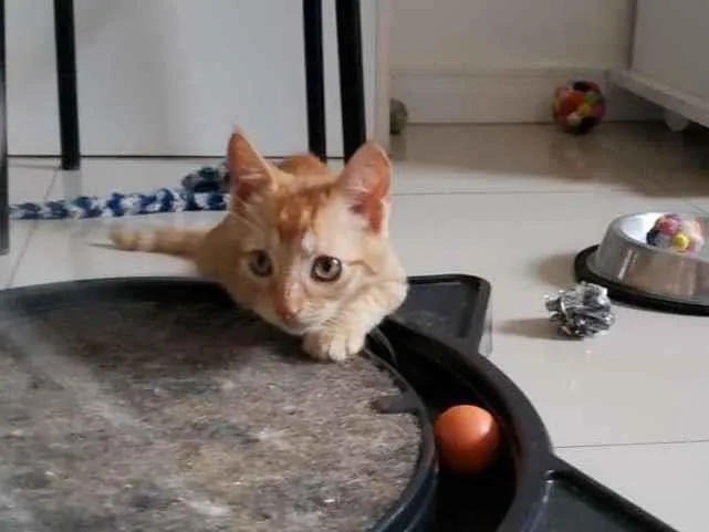 Gato ra a SRD-ViraLata idade 2 a 6 meses nome Subaru