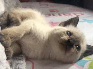 Gato raça Sem Raça Definida idade Abaixo de 2 meses nome Sem nome