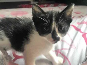Gato raça Sem Raça Definida idade Abaixo de 2 meses nome Sem nome