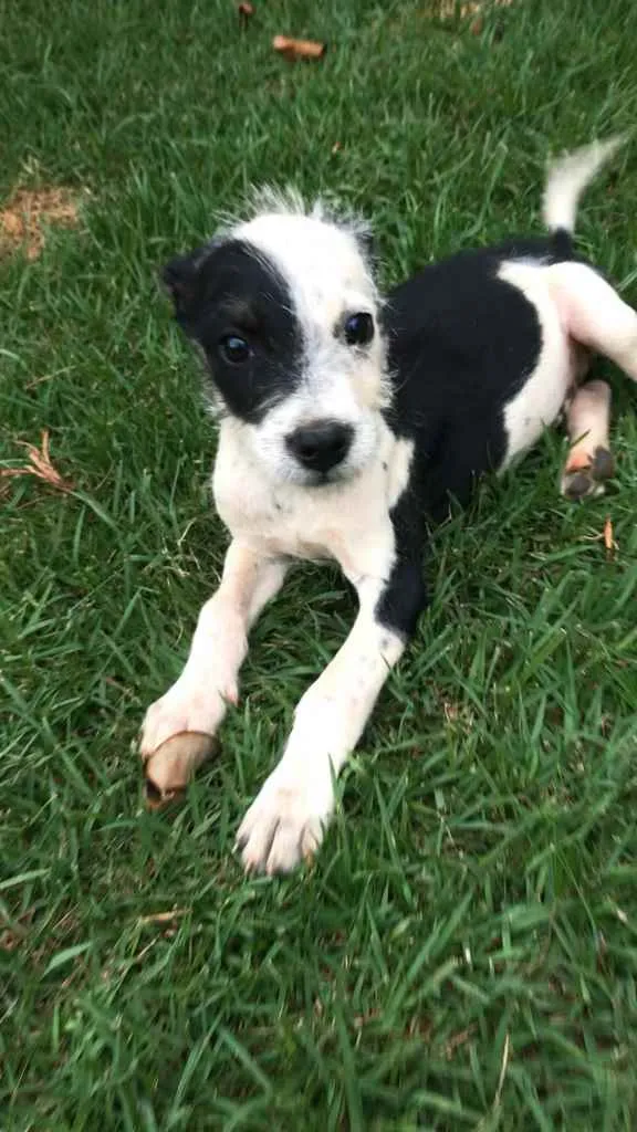 Cachorro raça SRD idade 2 a 6 meses nome Snoop