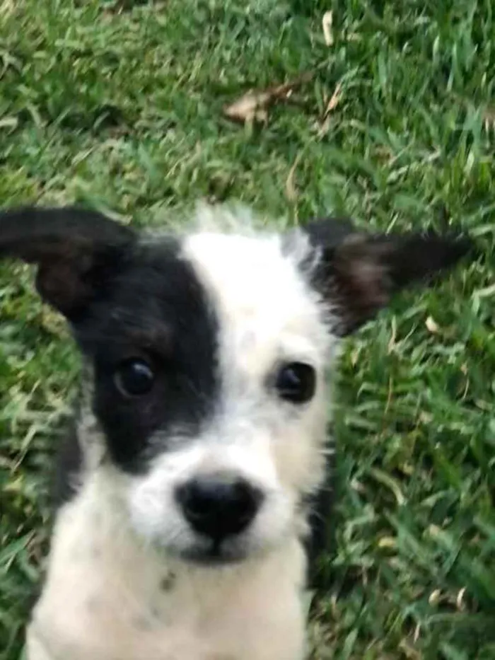 Cachorro raça SRD idade 2 a 6 meses nome Snoop