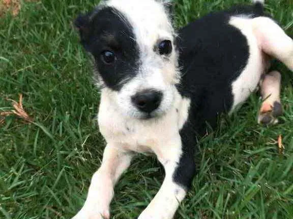 Cachorro raça SRD idade 2 a 6 meses nome Snoop