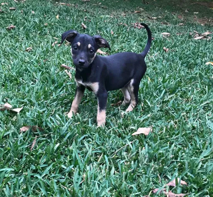 Cachorro raça SRD idade 2 a 6 meses nome Pandora