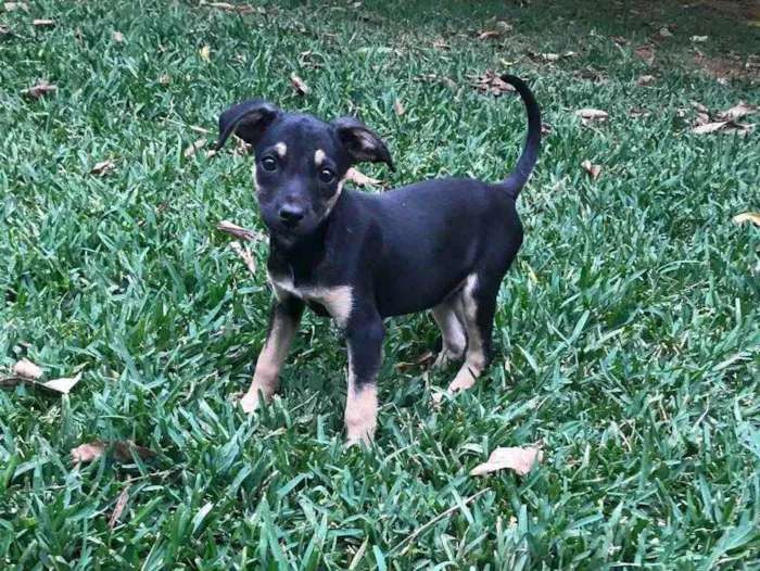 Cachorro raça SRD idade 2 a 6 meses nome Pandora