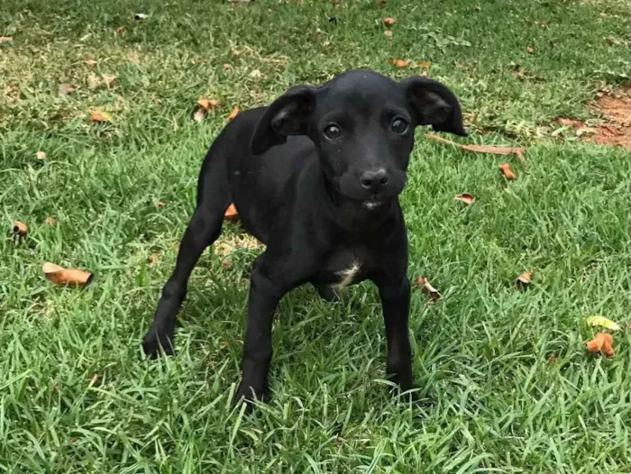 Cachorro raça SRD idade 2 a 6 meses nome Ruby