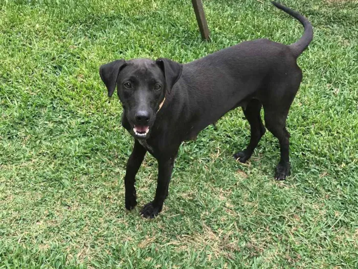 Cachorro raça SRD idade 2 anos nome Maju 