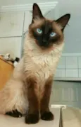 Cleo