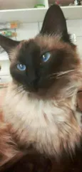 Cleo