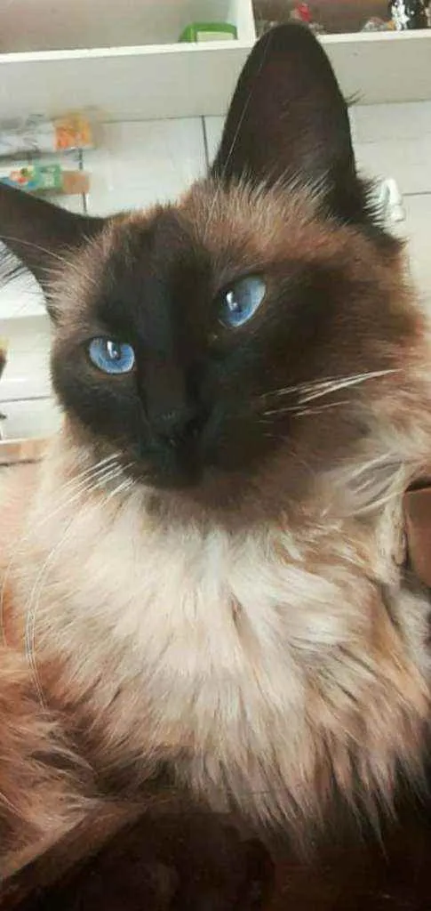 Gato ra a Srd idade 2 anos nome Cleo