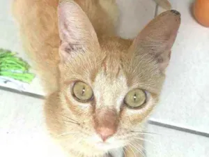 Gato raça  idade 7 a 11 meses nome Lara 