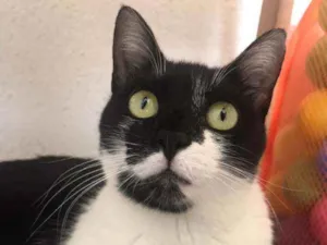 Cachorro raça  idade 1 ano nome Nina 