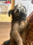 Kiara