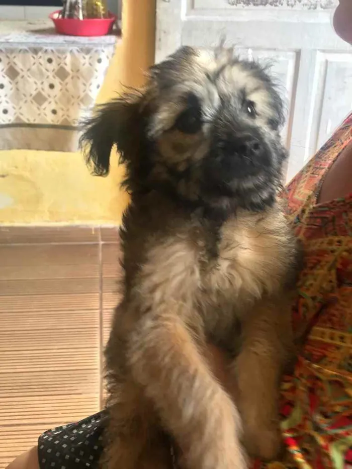 Cachorro ra a Não sei idade 2 a 6 meses nome Kiara