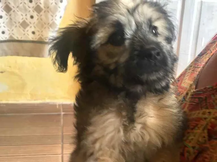 Cachorro ra a Não sei idade 2 a 6 meses nome Kiara