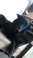 Apolo