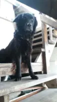Apolo