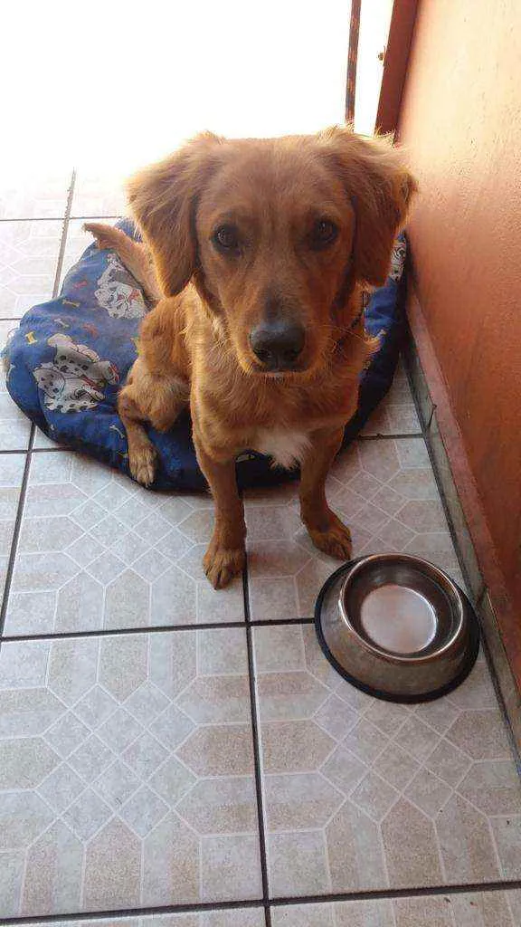 Cachorro raça Golden  idade 3 anos nome Fred