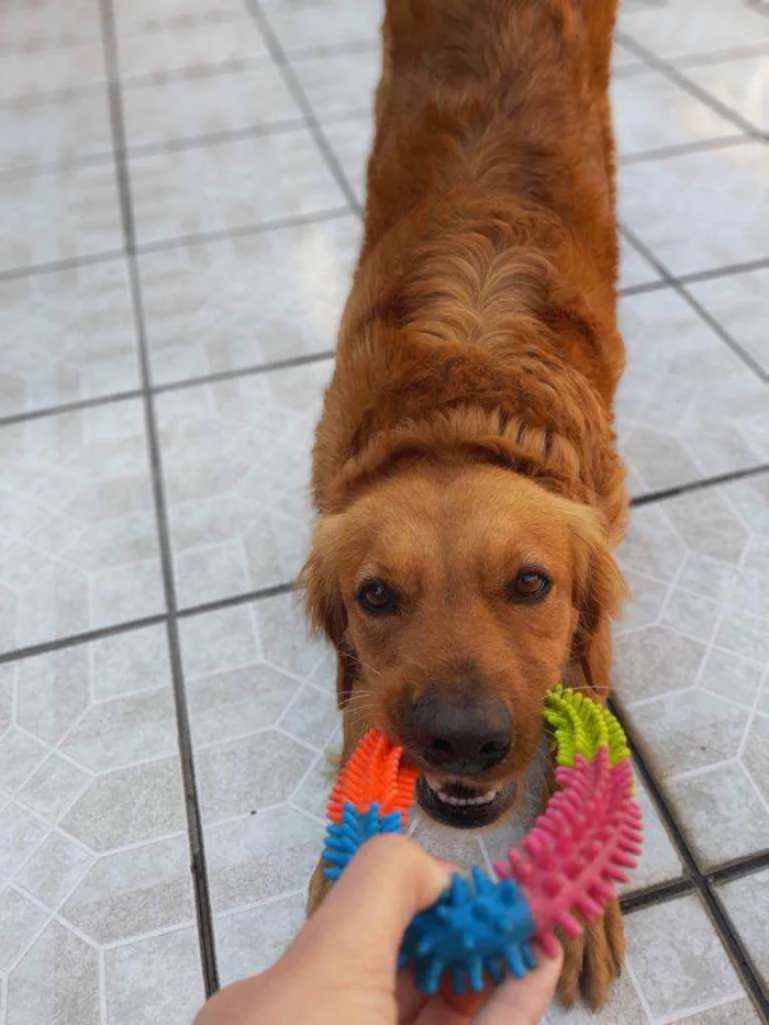 Cachorro raça Golden  idade 3 anos nome Fred