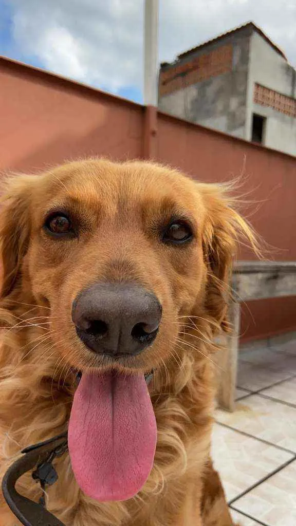 Cachorro raça Golden  idade 3 anos nome Fred