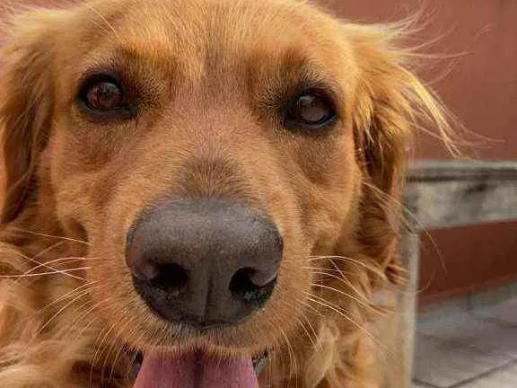 Cachorro raça Golden  idade 3 anos nome Fred