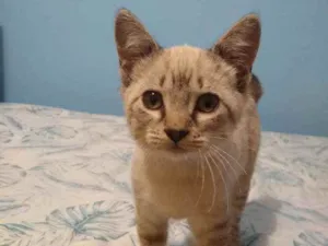 Gato raça Srd idade 2 a 6 meses nome Gatinhos