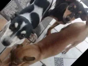 Cachorro raça Srd idade 2 a 6 meses nome Meninas