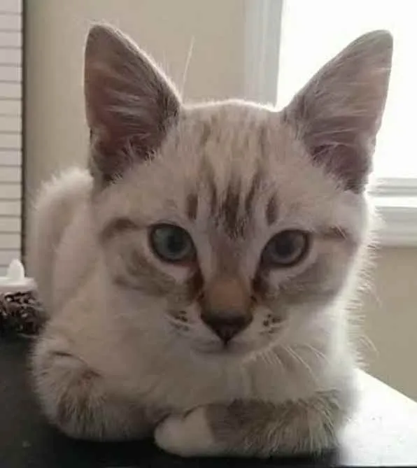 Gato ra a Srd idade 2 a 6 meses nome Sem nome 