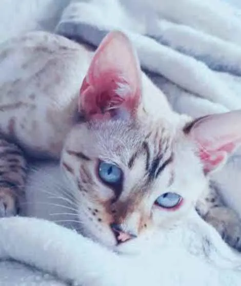 Gato ra a Srd idade 2 a 6 meses nome Sem nome 