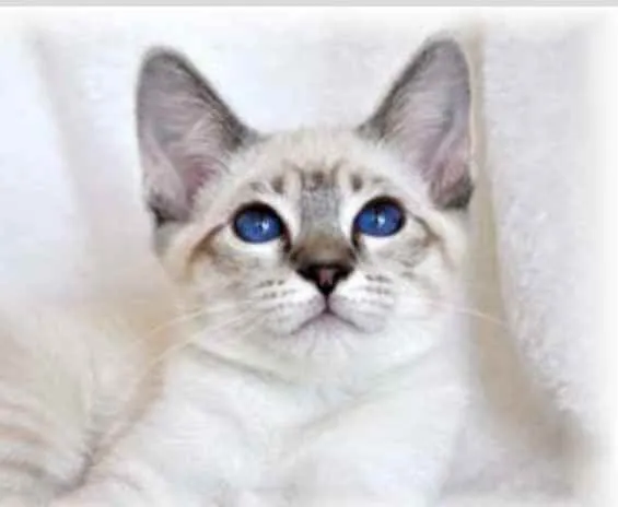 Gato ra a Srd idade 2 a 6 meses nome Sem nome 