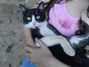 Gato raça SRD  idade 7 a 11 meses nome Tom 