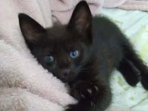 Gato raça SRD  idade Abaixo de 2 meses nome Tina 