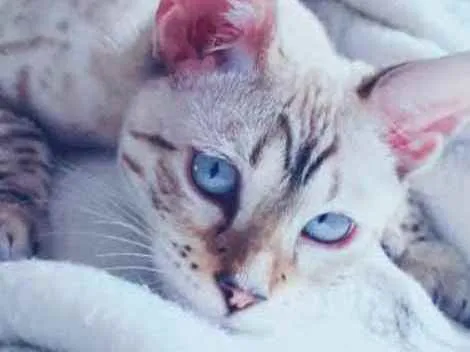 Gato ra a Srd idade 2 a 6 meses nome Sem nome 