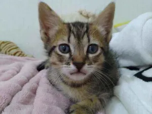 Gato raça SRD  idade Abaixo de 2 meses nome Luna 