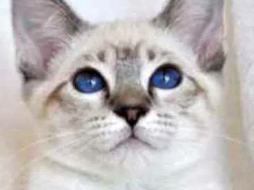 Gato ra a Srd idade 2 a 6 meses nome Sem nome 