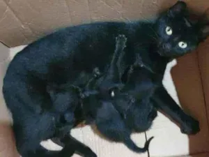 Gato raça SRD  idade Abaixo de 2 meses nome Filhotes da nina 