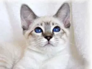 Gato raça Srd idade 2 a 6 meses nome Sem nome 