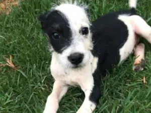 Cachorro raça SRD idade 2 a 6 meses nome Snoop