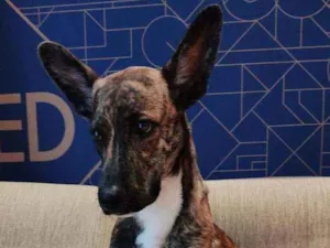 Cachorro raça SDR idade 7 a 11 meses nome Bloom